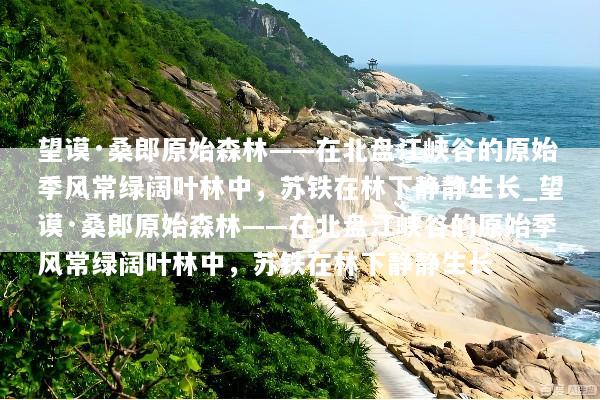 望谟·桑郎原始森林——在北盘江峡谷的原始季风常绿阔叶林中，苏铁在林下静静生长_望谟·桑郎原始森林——在北盘江峡谷的原始季风常绿阔叶林中，苏铁在林下静静生长