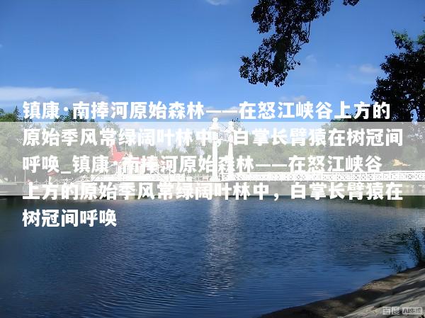 镇康·南捧河原始森林——在怒江峡谷上方的原始季风常绿阔叶林中，白掌长臂猿在树冠间呼唤_镇康·南捧河原始森林——在怒江峡谷上方的原始季风常绿阔叶林中，白掌长臂猿在树冠间呼唤